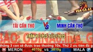 Trận 10 CPC5 9/12/2025 - Gà Bướm Anh Minh Cần Thơ Đá Toàn Đâm Đầu Cần