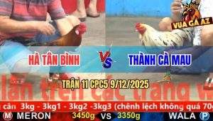 Trận 11 CPC5 9/12/2025 - Gà Bướm Anh Thành Cà Mau Đâm Cựa Bao Dính