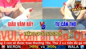 Trận 12 CPC5 25/12/2025 - Bướm Mồng Lá Anh Tư Cần Thơ Tải Cựa Quá Lực