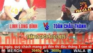 Trận 12 CPC5 9/12/2025 - Xám Cú Anh Linh Long Binh Đâm Cựa Như Chỉa