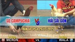Trận 14 CPC4 29/12/2025 - Gà Que Cánh Campuchia Đâm Cựa Như Chỉa