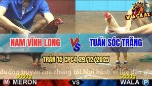 Trận 15 CPC4 29/12/2025 - Bướm Chưa Kịp Chạm Mỏ Đã Tìm Lối Thoát