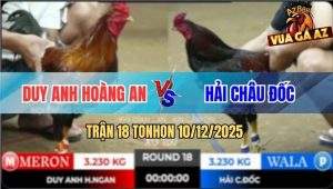 Trận 18 TonHon 10/12/2025 - Điều Bồng Anh Duy Đá Điều Mật Chết Tươi