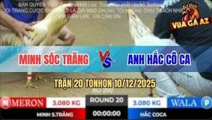 Trận 20 TonHon 10/12/2025 - Xanh Bông Anh Hắc Cô Ca Lụm Xổ 200 Mau Lẹ