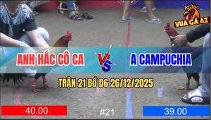 Trận 21 Bồ D6 26/12/2025 - Gà Hắc Cô Ca Hơn Chấm Lấy Lại 5000$ Cho Chủ