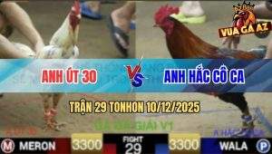 Trận 29 TonHon 10/12/2025 - Anh Út 30 Gặp Anh Hắc Cô Ca