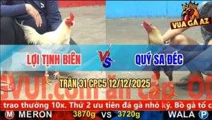 Trận 31 CPC5 12/12/2025 - Gà Cú Anh Quý Đá Gà Úa Ra Tương Nhuộm Đỏ Sân