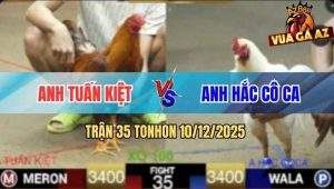 Trận 35 TonHon 10/12/2025 - Gà Anh Hắc Cô Ca May Độ Phản Tang Quá Hay