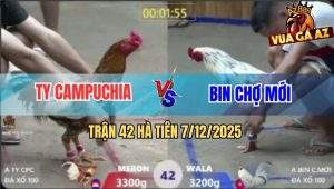 Trận 42 Hà Tiên 7/12/2025 - Gà Bướm Đá 1 Hới Khét Bông Đi Như Say Rượu