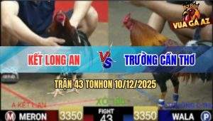 Trận 43 TonHon 10/12/2025 - Điều Chân Xanh Anh Trường Đá Như Máy