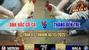 Trận 47 TonHon 10/12/2025 - Bướm Anh Hắc Đá 3 Chân Bẻ Giò Đối Thủ