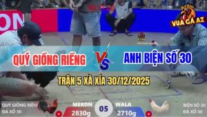 Trận 5 Xà Xía 30/12/2025 - Gà Que Anh Quý Đâm Úa Gốc Bự Chạy Mất Dép