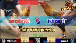 Trận 8 TonHon 10/12/2025 - Cú Mồng Lá Má Mồng Dâu Đá Sao Cũng Ăn