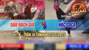 Trận 14 Tonhon 31/12/2025