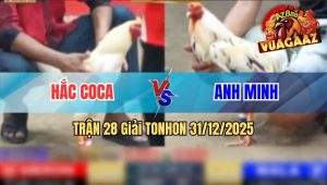 Trận 28 Tonhon 31/12/2025