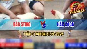 Trận 6 Tonhon 31/12/2025