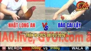 Trận 10 CPC5 9/1/2026 - Gà Anh Nhật Đá Bướm Tắt Thở Không Dính Mũi Cựa