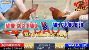 Trận 10 TonHon 7/1/2026 - Điều Xanh Chết Tới Đá Đỏ Lìa Giò Lụm Tiền