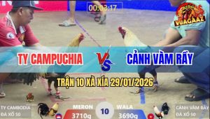 Trận 10 Xà Xía 29/1/2026 - Gà Chuối CPC Đá Chuối Mặt Râu Té Cắm Đầu