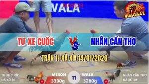 Trận 11 Xà Xía 14/1/2026 - Cú Đâm Trúng Tim Đen, Điều Té Ngửa Tại Chỗ