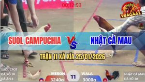 Trận 11 Xà Xía 25/1/2026 - Vàng Anh Kiểm Đá Bướm Bể Bình Dầu Chạy Chết