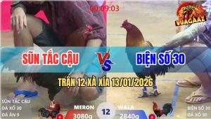 Trận 12 Xà Xía 13/1/2026 - Gà Anh Kiểm May Độ Chấp 2 Chấm Vẫn Lấy Tiền