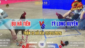 Trận 12 Xà Xía 31/1/2026 - Điều Nhảy Hút, Xám Đâm Một Cây Lưng Sụm Tỳ