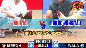 Trận 13 CPC3 25/1/2026 - Gà Vàng Chú Tuấn Điện Đâm Nát Lưng Gà Bướm