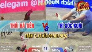 Trận 13 Xà Xía 9/1/2026 - Gà Bướm Nhỏ Mà Cáp Ngông, Điều Vã Chết Tươi