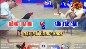 Trận 13 Xà Xía 25/1/2026 - Gà Bướm Anh Sũn Bao Bồ Đâm Điều Hư Khớp Gối