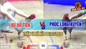 Trận 14 Xà Xía 6/1/2026 - Gà Xám Anh Phúc Long Xuyên Đâm Cựa Quá Hiểm