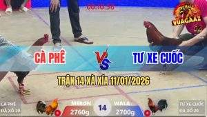 Trận 14 Xà Xía 11/1/2026 - Gà Điều Anh Kiểm Đá Gà Anh Nu Nằm Lê Lết