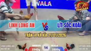Trận 14 Xà Xía 21/1/2026 - Mẻ Hiệu Anh Kiểm Đá Gà Que Bại Liệt