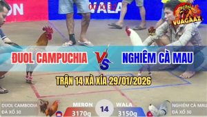 Trận 14 Xà Xía 29/1/2026 - Gà Điều Anh Đuôl Đâm Úa Anh Kiểm Tơi Tả