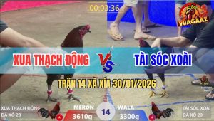 Trận 14 Xà Xía 30/1/2026 - Que Cọp Anh Tài Đá Tăng 1 Đỏ Thăng Thiên