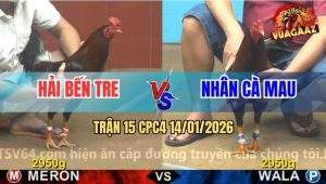 Trận 15 CPC4 14/1/2026 - Điều Đỏ Hủy Diệt Điều Xanh Trong Vài Nốt Nhạc