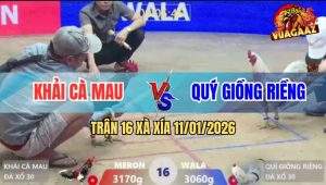 Trận 16 Xà Xía 11/1/2026 - Bướm Hít Vô Đá Que Bông Lìa Giò, Chạy Cò Cò