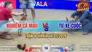 Trận 16 Xà Xía 14/1/2026 - Điều Xanh Đâm Bướm Ngã Ngửa Như Say Rượu