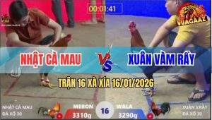 Trận 16 Xà Xía 16/1/2026 - Anh Xuân Đang Thả Thì Trọng Tài Xử Thua