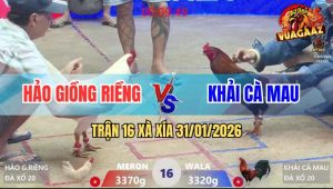 Trận 16 Xà Xía 31/1/2026 - Úa Đâm Điều Mẻ Hiệu Cà Mau Bay Bồ Kêu Miệng