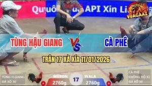 Trận 17 Xà Xía 11/1/2026 - Gà Điều Chnồg Độ Đá Đỏ Chạy Không Kịp Nhìn