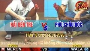 Trận 18 CPC4 14/1/2026 - Vàng Chân Xanh Anh Hải Đá Gà Khét Khỏi Tha Lơ