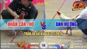 Trận 18 Xà Xía 14/1/2026 - Bướm Anh Hiếu Chồng Độ Bị Khét Đá Bại LIệt