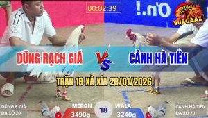 Trận 18 Xà Xía 28/1/2026 - Gà Bướm Anh Cảnh Tải Cựa Quá Tốt
