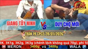 Trận 19 CPC5 28/1/2026 - Que Cọp Anh Duy Đâm Gà Khét Gỡ Cựa Không Kịp