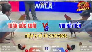 Trận 19 Xà Xía 21/1/2026 - Điều Đá Ngay Ông Địa, Khiêng Que Ra Ngoài