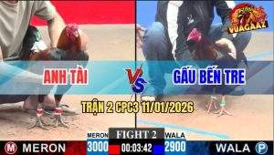 Trận 2 CPC3 11/1/2026 - Xanh Đâm Lút Kim Đầu Cần, Đỏ Tắt Đài Giữa Sân