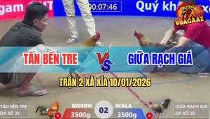 Trận 2 Xà Xía 10/1/2026 - Gà Cú Có Chân Xạo Lờ Đá Điều Tử Vong Tai Chỗ