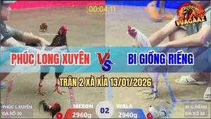 Trận 2 Xà Xía 13/1/2026 - Gà Bướm Đá Bể Cuống Họng Điều Cọp Anh Phúc