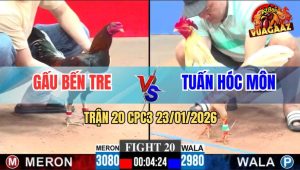Trận 20 CPC3 23/1/2026 - Điều Cọp Anh Gấu Đâm Bướm Không Kịp Nhấc Chân
